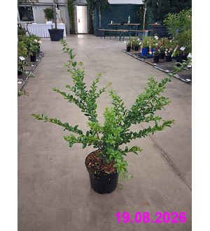 Ilex crenata 'Rotundifolia' C 2,5 L